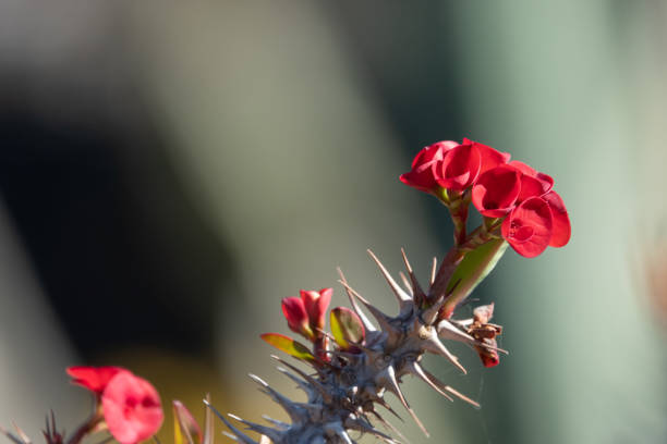 Red flower of a cactus. Closeup with green backdrop.