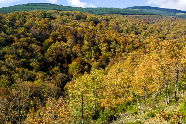 istock Natural park of Hayedo de Montejo. 1210950857