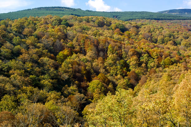 istock Natural park of Hayedo de Montejo. 1210950865