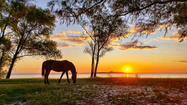 tranquillità campagna e fiume - rio de la plata foto e immagini stock