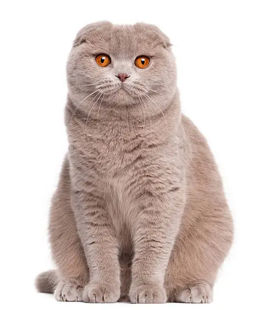 Scottish Fold cat, nine and a half months old, sitting in front of white background.