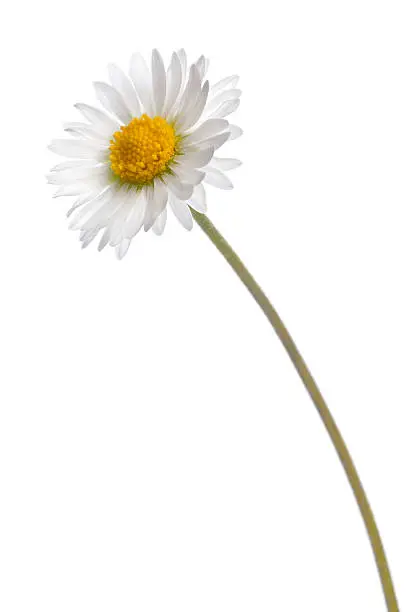Daisy - Bellis perennis, in front of white background.
