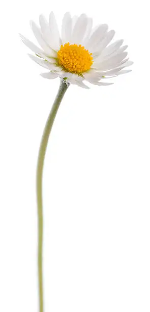Daisy - Bellis perennis, in front of white background.