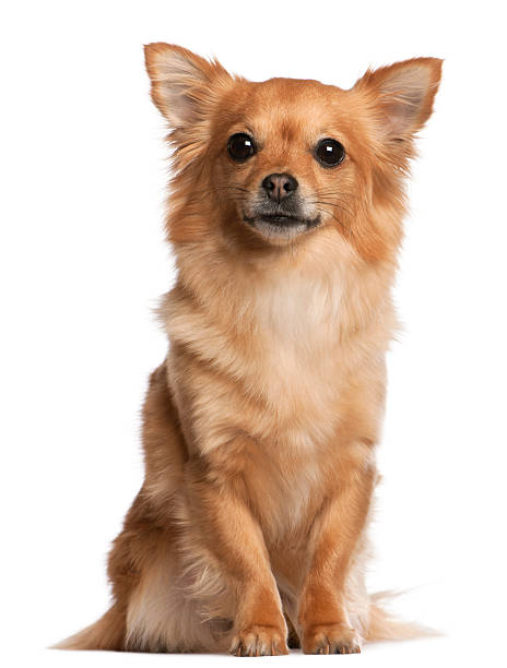 istock Front view of Chihuahua, three years old, sitting, white background. 121095238