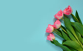 beautiful pink tulips on a blue pastel background.Spring bouquet. Love concept, Valentine's day, Mother's day, International Women's Day, copy space. Flat lay.Background for greetings and postcards