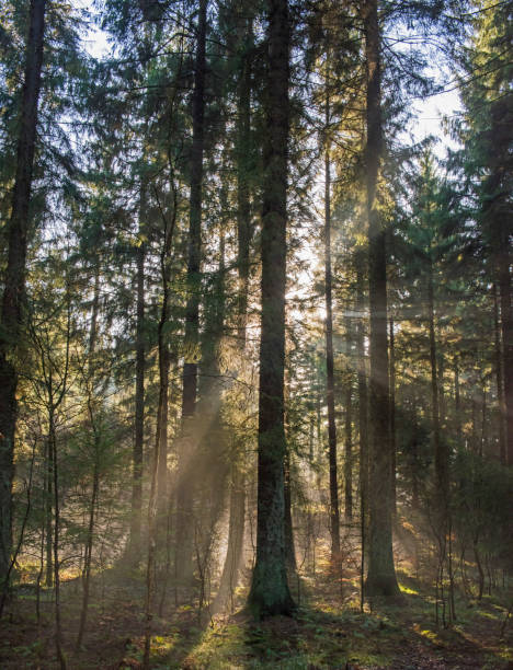 istock Atmospheric landscape scene through dense forest woodland 1210954243