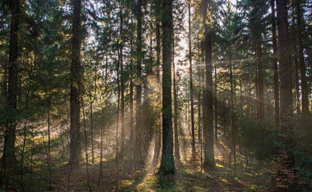 istock Atmospheric landscape scene through dense forest woodland 1210954260