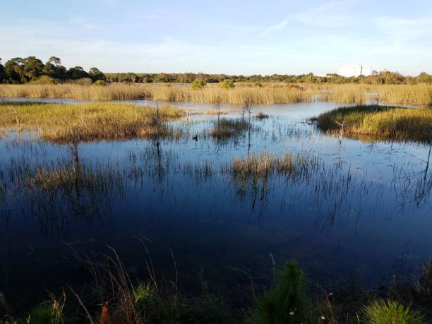 istock lake or river water with grasses and plants in Florida 1210954449