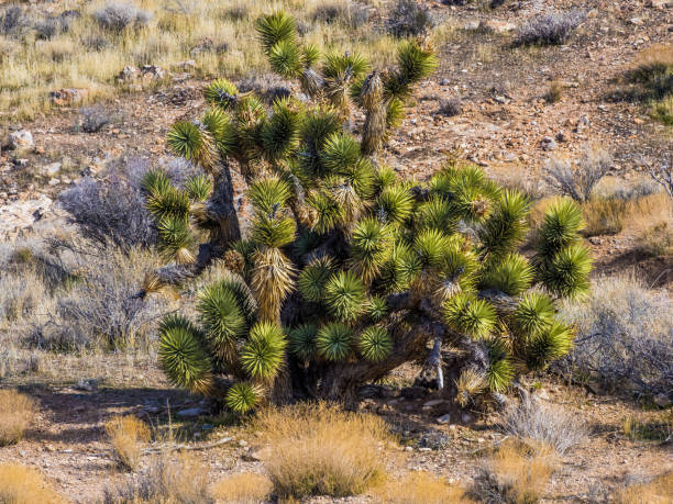 istock Plants of Nevada desert 1210954593