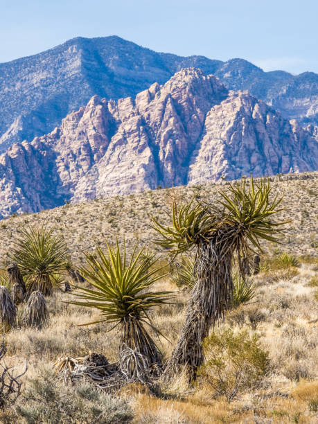 istock Plants of Nevada desert 1210954594