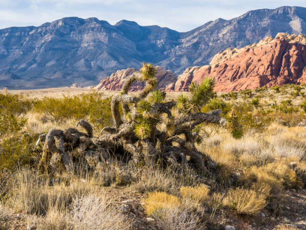 istock Plants of Nevada desert 1210954637