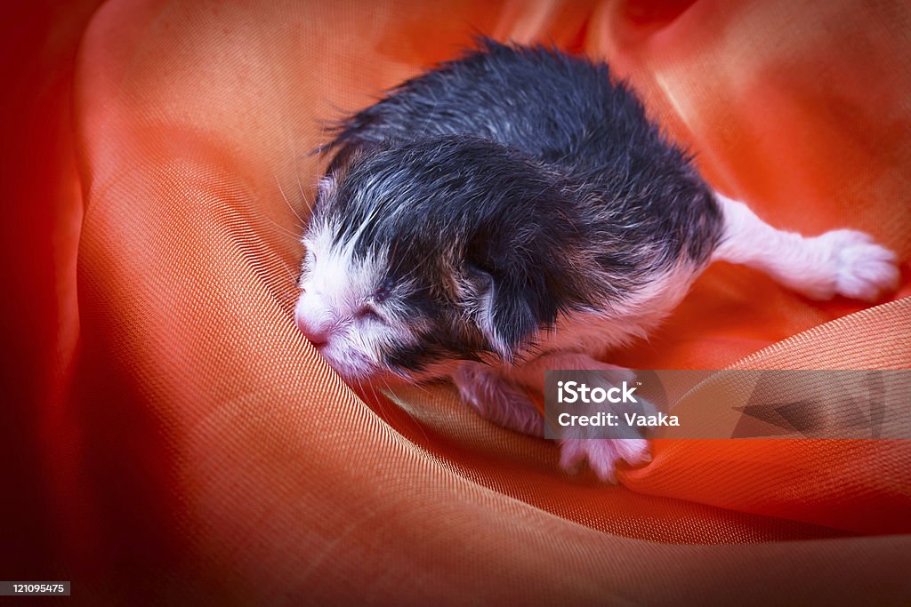 Inermi gattino - Foto stock royalty-free di Animale