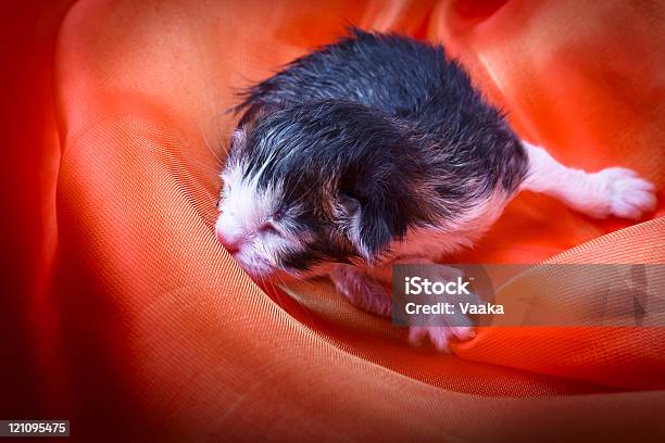 Foto de Indefesos Um Gatinho e mais fotos de stock de Animal - Animal, Animal de estimação, Desespero