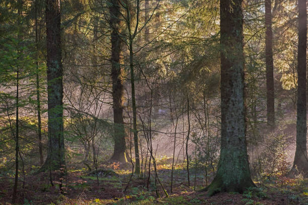 istock Atmospheric landscape scene through dense forest woodland 1210955202