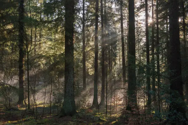 Photo of Atmospheric landscape scene through dense forest woodland