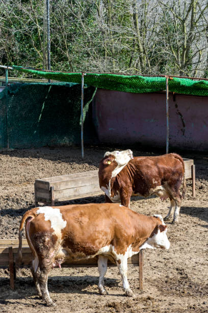 istock Simmental Cattle free-running on the farm 1210957123