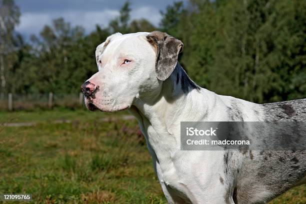 White Catahoula Leopard Dog Stock Photo - Download Image Now - Catahoula Leopard Dog, Blue Eyes, Canine - Animal