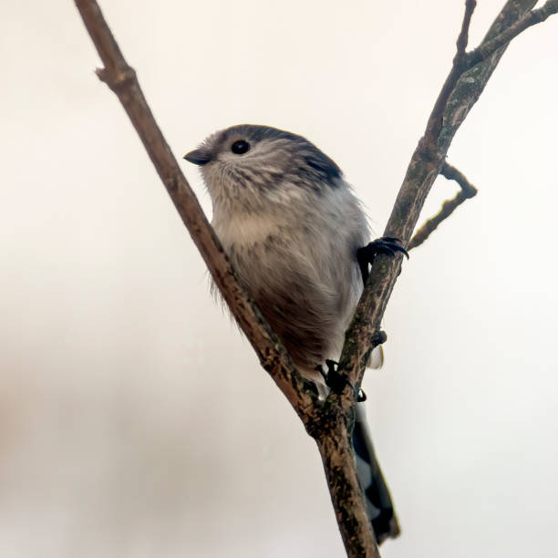 istock bird in the beautiful green forest 1210958275