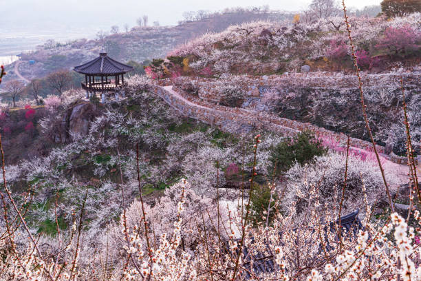 At the festival site of Gwangyang Plum Village