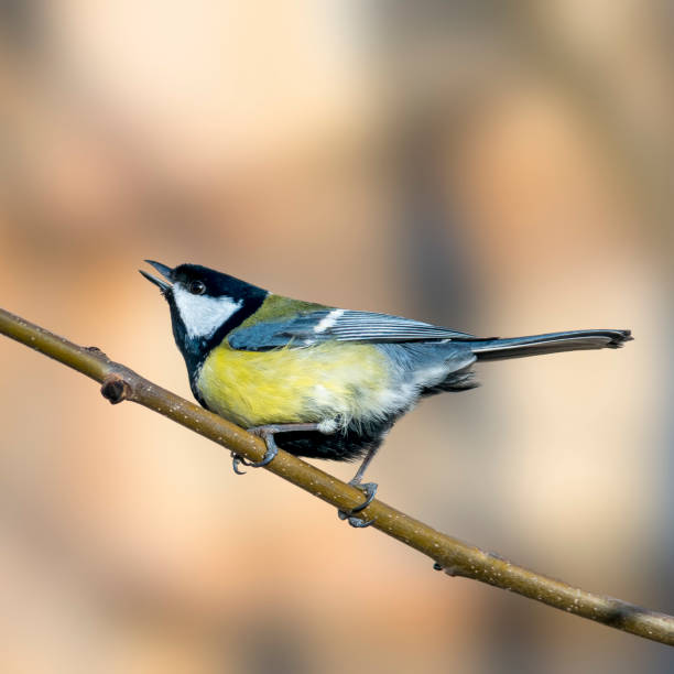 istock bird in the beautiful green forest 1210959110