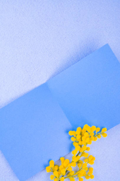 istock Blooming mimosa branch on a blue background. Postcard. Copy space. Flat lay. 1210959320