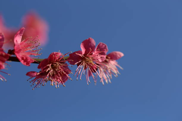 Macrophotography of plum blossoms.