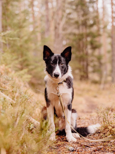 istock Cute border collie mixed breed dog outdoors in forest nature 1210960518