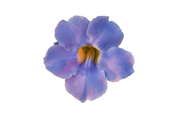 Purple flowers is isolated on a white background. Object with clipping path