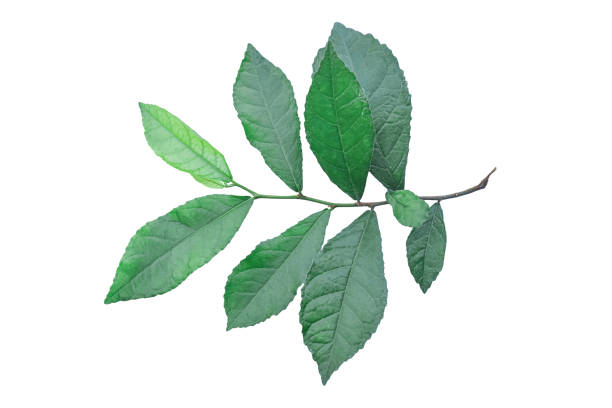 istock Green leaves branch isolated on white background with clipping path. 1210960895