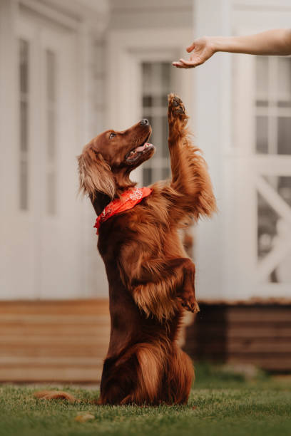 istock irish setter dog gives paw outdoors in summer 1210960903