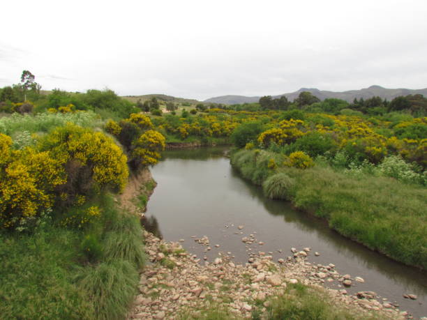 istock River with its preserved riparian forests 1210960946