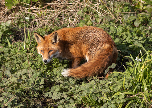 Red Fox in Spring sunshine