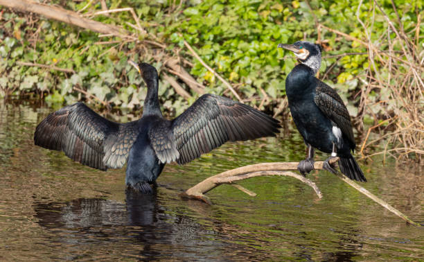 Cormorant River Cormorants cormorant stock pictures, royalty-free photos & images