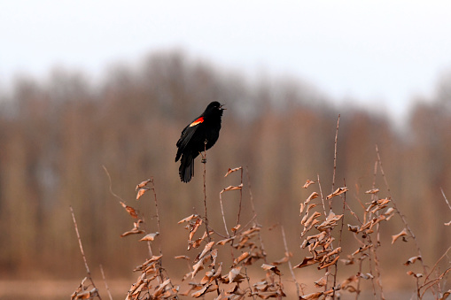 Red-winged Blackbird Calling in the Spring