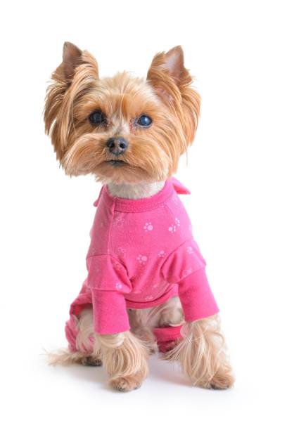 istock Yorkshire terrier in clothes on a white background 1210962172
