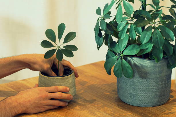 Planting a tropical plant (schefflera) scion  in a pot