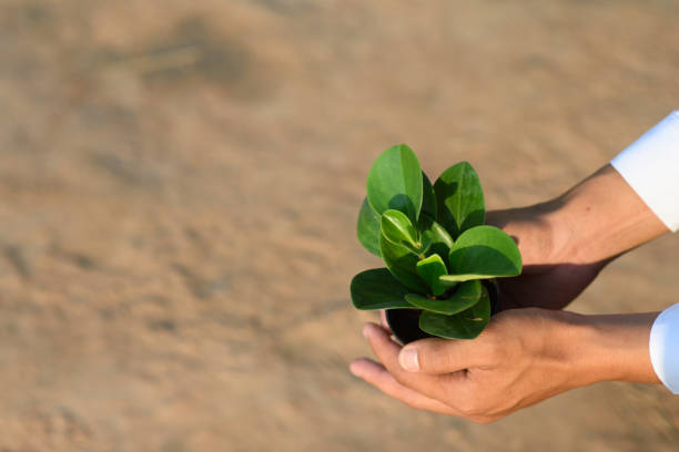 istock A man's hand holds a tree seedling to plant 1210965384