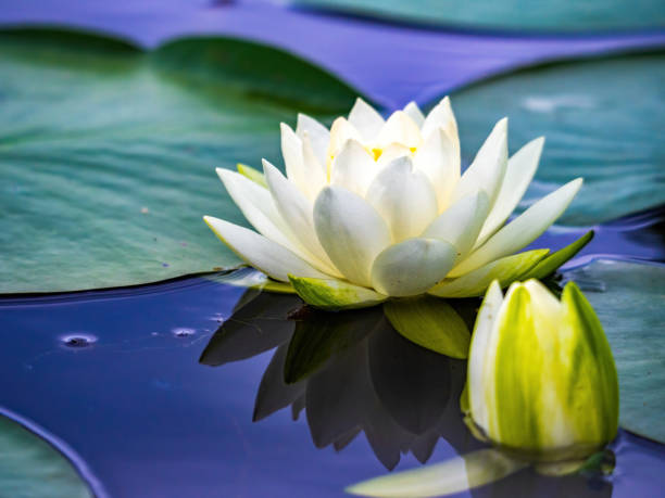 istock water lily and bud on pond 1210965509