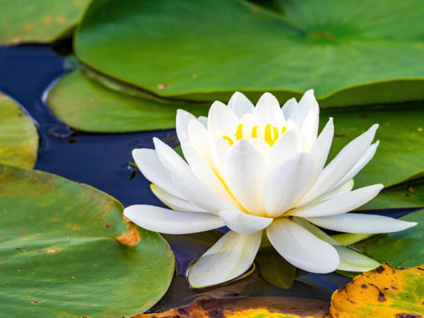 istock closeup of white water lily 1210965514