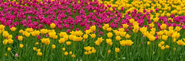 Purple and yellow tulips field in spring outdoor garden