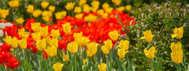 Red and yellow tulips in spring outdoor garden. Blooming flowers field.