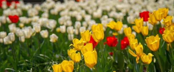 Red and yellow tulips over white. Spring outdoor garden. Blooming flowers field.