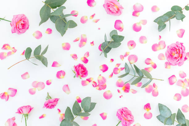 istock Floral pattern with pink roses and eucalyptus isolated on white background. Flat lay, top view. 1210967384