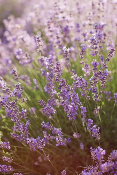 istock Field of purple lavender. 1210968354