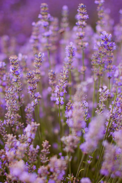 istock Field of purple lavender 1210968397