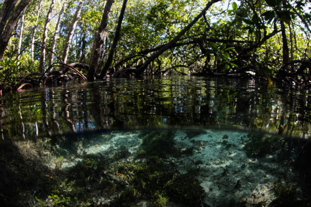 istock Dark Mangrove Forest in Remote Part of Pacific 1210970383