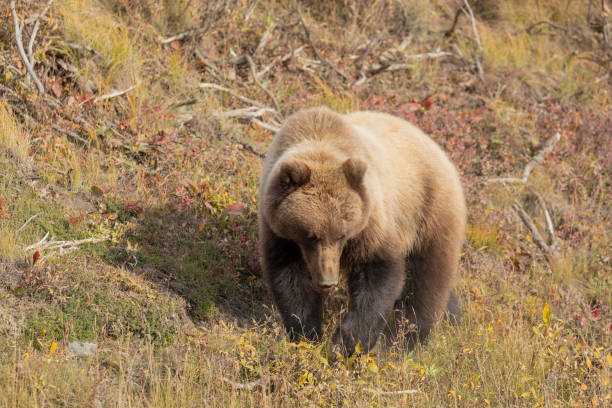 istock Grizzly Bear in Fall in Alaska 1210970423