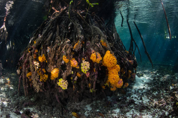 istock Colorful Corals in Mangrove Forest 1210970780