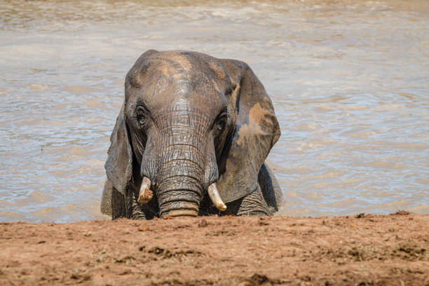 Photo of an african elephant by a waterhole in the Etosha National Park in Namíbia.