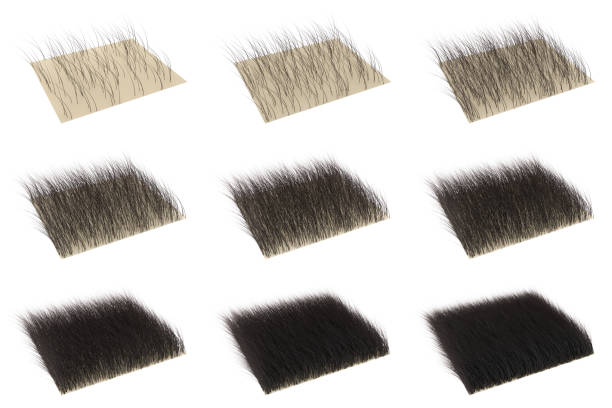 Illustration set of hair growth stage by 3D rendering